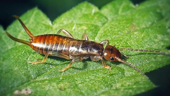 16 Insects That Start With E, From Earwigs to Eastern Tiger ...