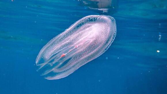 16 Sea Creatures That Glow in the Dark - NewsBreak