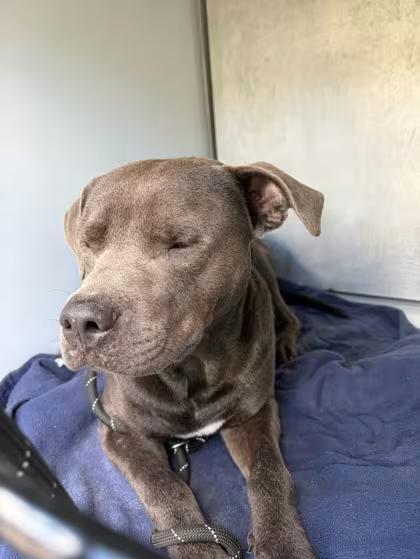 🐶 Playful Pitties & Shepherds Ready for Adoption in Gainesville - NewsBreak