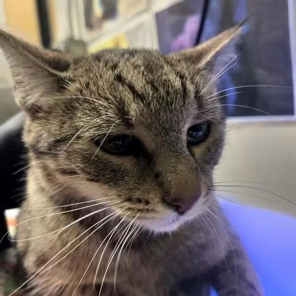 🐱 Gentle Barn Cats & Cuddly House Cats Ready for Adoption in Pueblo ...