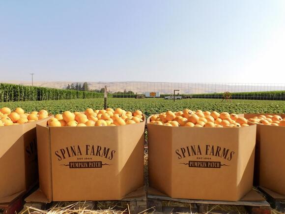 Free & Cheap Fall Festivals in Santa Clara County: 5 Family-Friendly ...