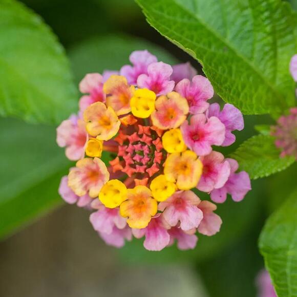 What To Do With Lantana in October – 5 Jobs To Keep Them Flowering ...