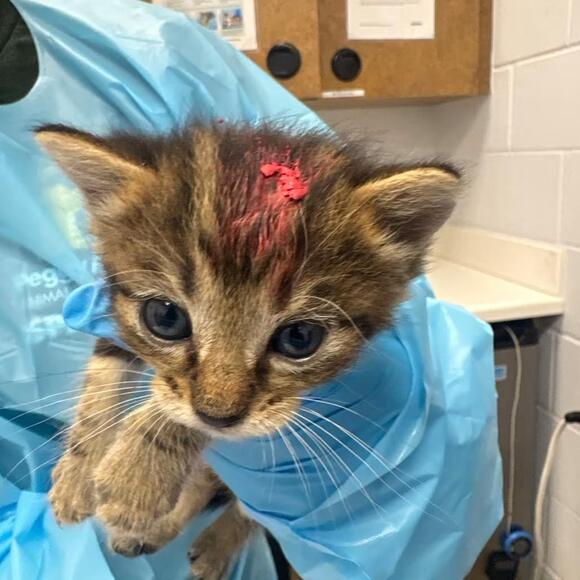 🐱 Playful Kittens & Sweet Adult Cats Ready for Adoption in West Palm ...