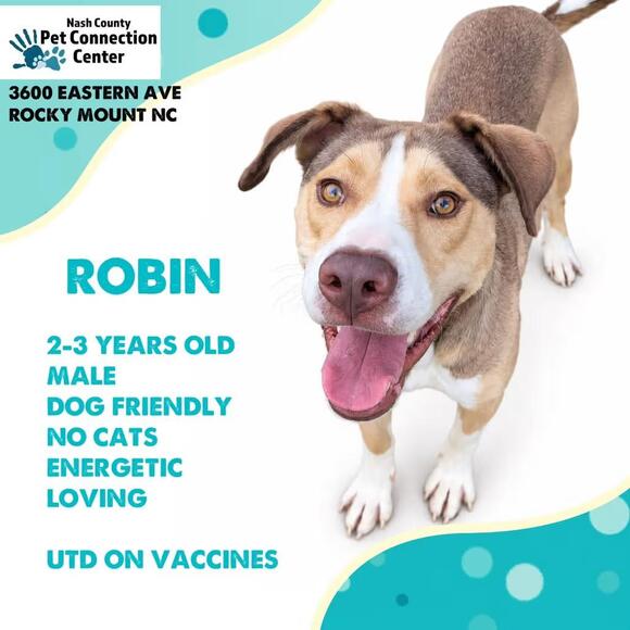 🐶 Playful Mixed-Breed Dogs Ready for Adoption in Rocky Mount - NewsBreak