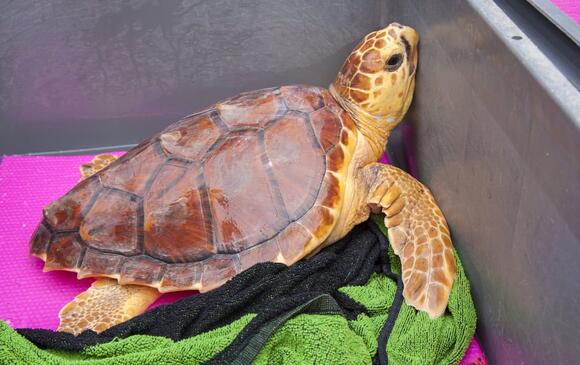 Why Sea Turtles Are Dying in Record Numbers—And What’s Being Done to ...