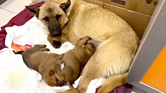 Distraught Mother Dog Carries Her Near Dying Newly Born Pup to Vet ...