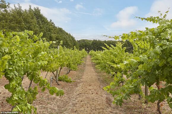 One of England's oldest vineyards goes on sale: Chilford Hall winery ...