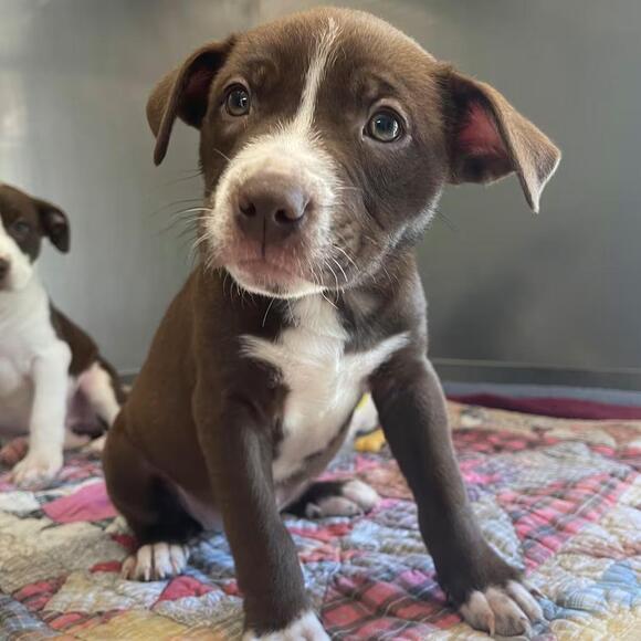 🐶 Playful & Loving Dogs Ready for Adoption in St. Charles - NewsBreak