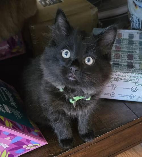 🐱 Playful & Affectionate Cats Waiting for Adoption in Walled Lake ...