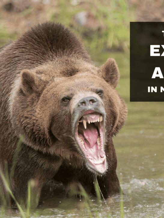These 45 Animals Are The Most Extreme in North America - NewsBreak
