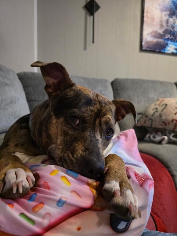 Caledonia dog shot with pellet gun, dies from injuries - NewsBreak