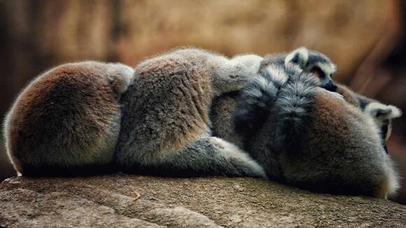 Cuddling for Warmth: How Meerkats Stay Cozy - NewsBreak