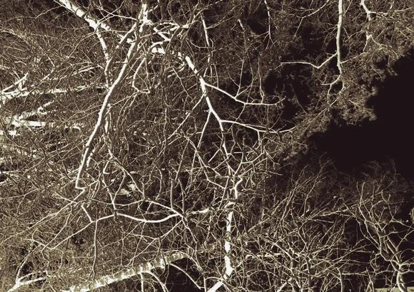 12 Surprising Facts About America’s Ancient Forests and Their ...