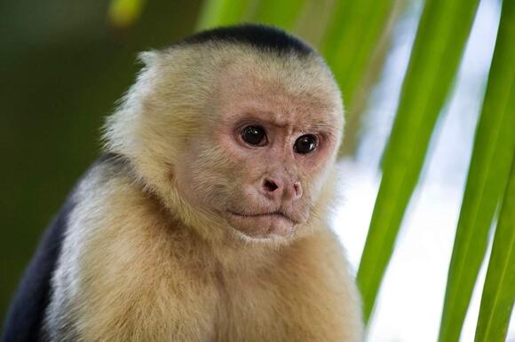12 Monkeys That Use Tools Just Like Humans - NewsBreak
