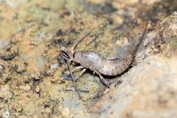 10 Bugs That Look Like Earwigs - NewsBreak