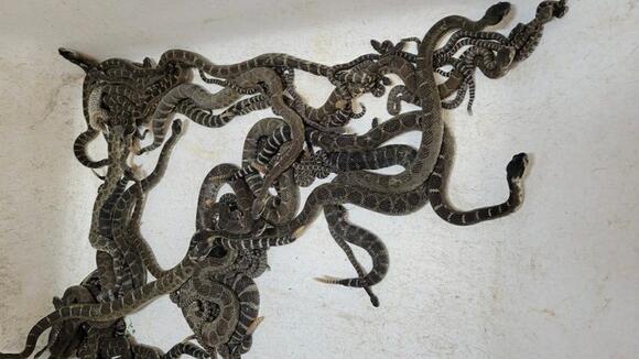 92 rattlesnakes found under a California home