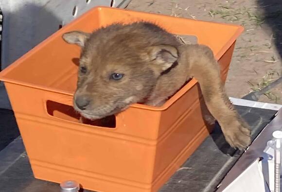Wild Red Wolf Recovery Program Announces New Litter Milestones - NewsBreak