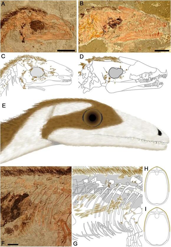 Dinosaur Skin Impressions Reveal Surprising Patterns and Camouflage ...