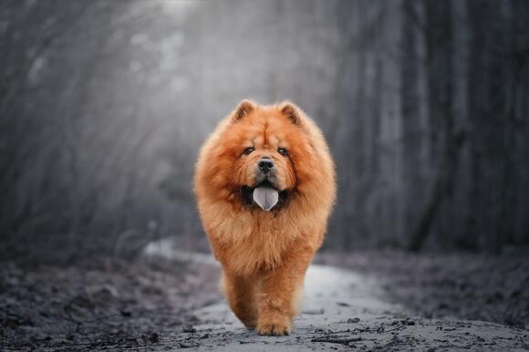 15 Most Misunderstood Dog Breeds - NewsBreak