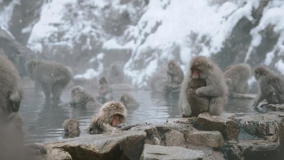Why Japanese Macaques Love Hot Springs - NewsBreak
