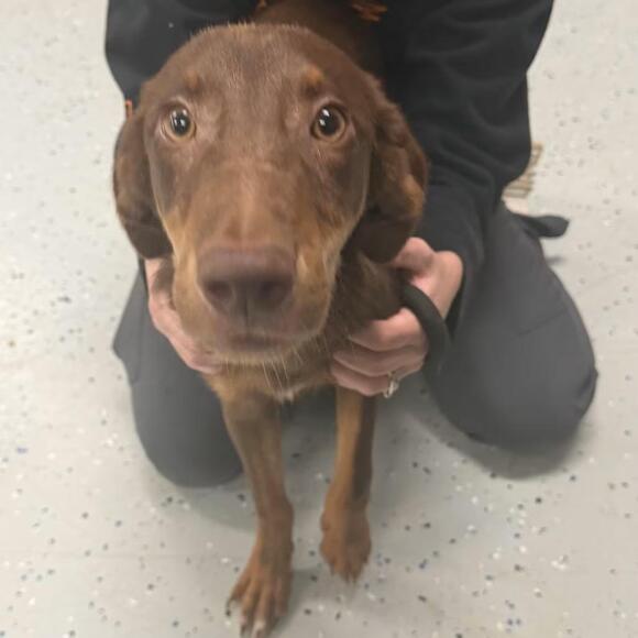 🐶 Playful Lab & Golden Mix Dogs Ready for Adoption in Marion, VA ...