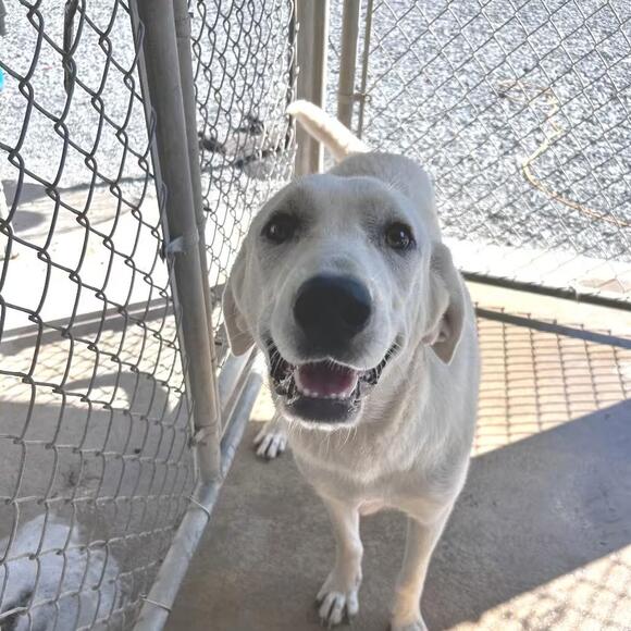 🐶 Playful & Loving Dogs Ready for Adoption in Mt. Gilead - NewsBreak