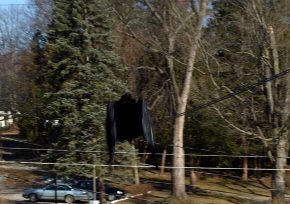 12 Mysterious Animal Sightings in the US That Have Never Been Explained ...