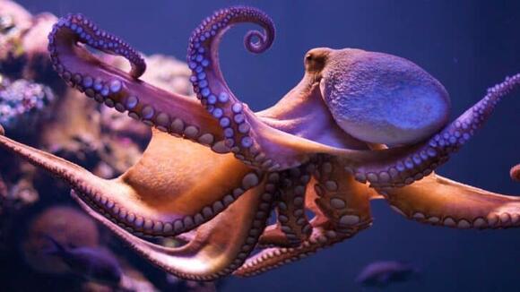 Why Octopuses Are Smarter Than We Thought - NewsBreak