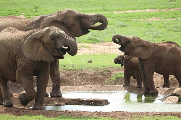 Elephant Matriarchs Know Every Waterhole for Miles - NewsBreak