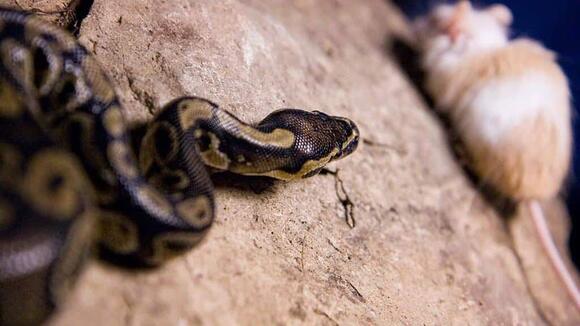 The Role of Snakes in Balancing Local Ecosystems - NewsBreak