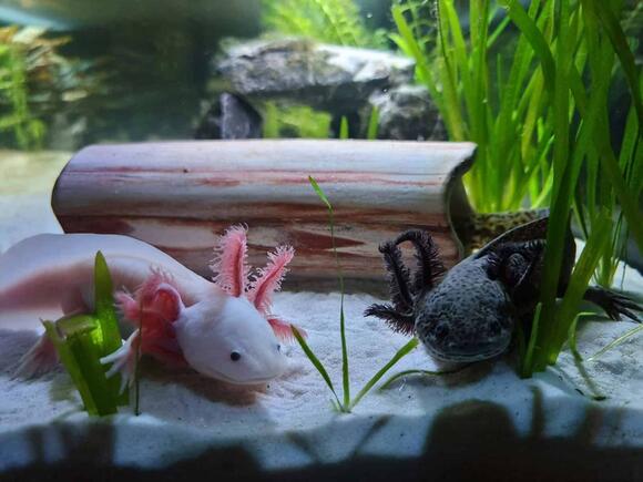 12-wild-facts-that-make-axolotls-nature-little-aliens-newsbreak
