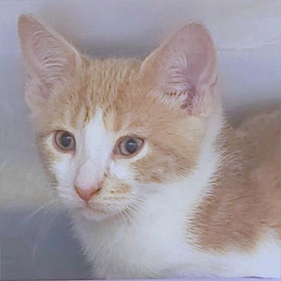 🐱 Playful, Shy & Sweet Cats Ready for Adoption in Providence - NewsBreak