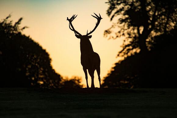 Deer Collision Liability Laws in Maine: Fault, Insurance, and Reporting ...