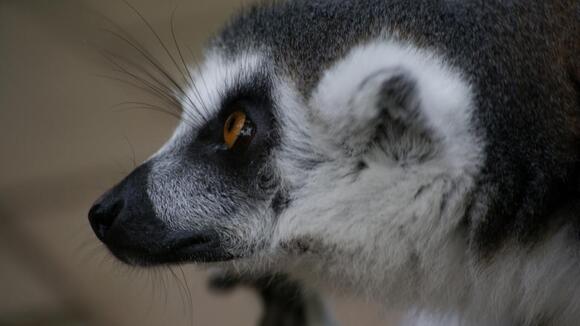 What Do You Call a Group of Lemurs? The Answer Sounds Suspicious ...