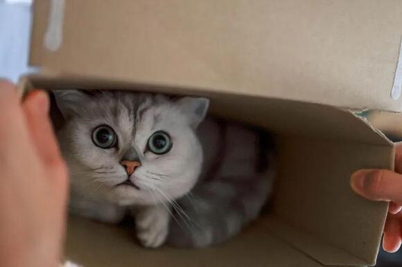 Your Cat’s ‘Bad’ Habits Are Often Just Misunderstood Instincts - NewsBreak