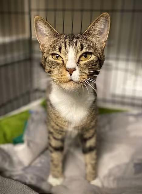 🐱 Friendly Duxbury Cats Ready for Adoption at Standish Humane - NewsBreak