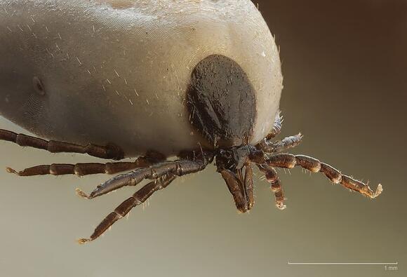 How to Prevent and Treat Fleas and Ticks on Your Pets - NewsBreak