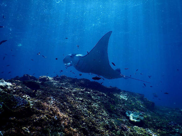 9 Ocean Giants That Feed on Some of the Smallest Animals on Earth ...