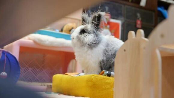 How Rabbits Are Being Used in School Classrooms for Therapy - NewsBreak