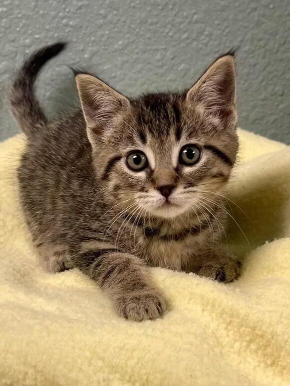 🐱 Playful Soda Pop Kittens Ready for Adoption in Jamestown - NewsBreak