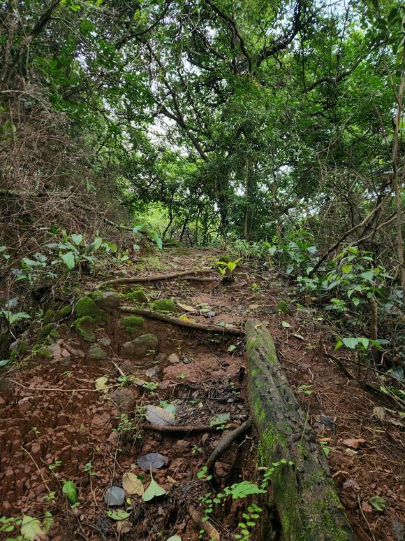 Saddle Mountain: Oregon's Natural Volcanic Hiking Gem - NewsBreak