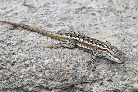 6 Types of Lizards Found in Albuquerque, New Mexico - NewsBreak