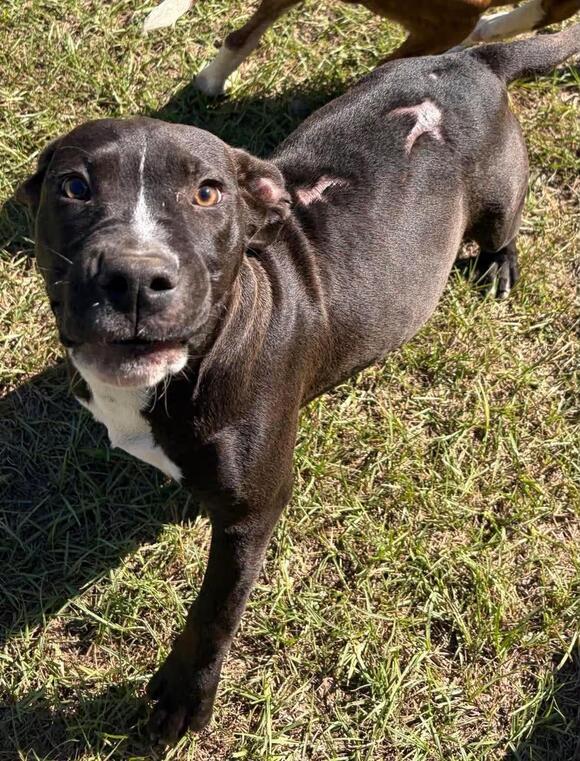🐶 Playful, Gentle & Loyal Dogs Ready for Adoption in Allentown - NewsBreak