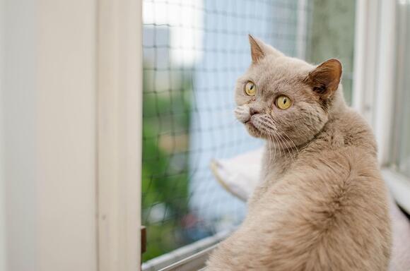 How To Make Every Day Feel Emotionally Safe For Your Cat Newsbreak 