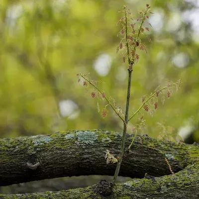 Woman killed by falling tree branch in Garfield Park in D.C. - NewsBreak