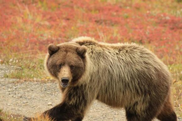 Wolf vs. Grizzly: A Detailed Comparison - NewsBreak