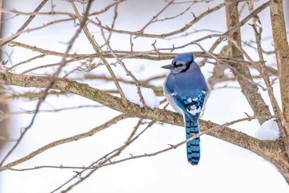 What It Means When You Find a Blue Feather on Your Doorstep According ...