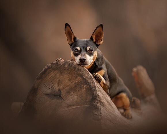 Top 15 Small But Mighty Dog Breeds With The Heart of a Warrior - NewsBreak