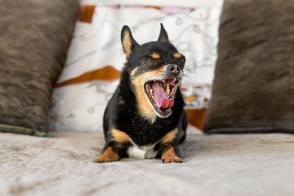 Why Your Dog Yawns, It May Be More Than You Think - NewsBreak