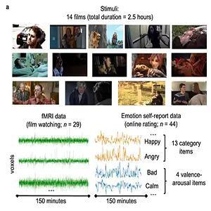 Neuroscientists pinpoint how the brain charts emotion and organizes ...